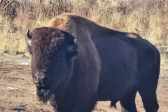 bison-22-670b0570c7888